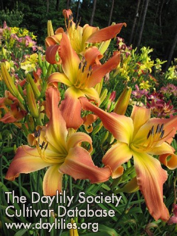 Daylily Miss Demeanor